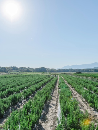 Stevia Main